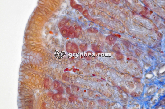 Estomac x160 - gryphea.org